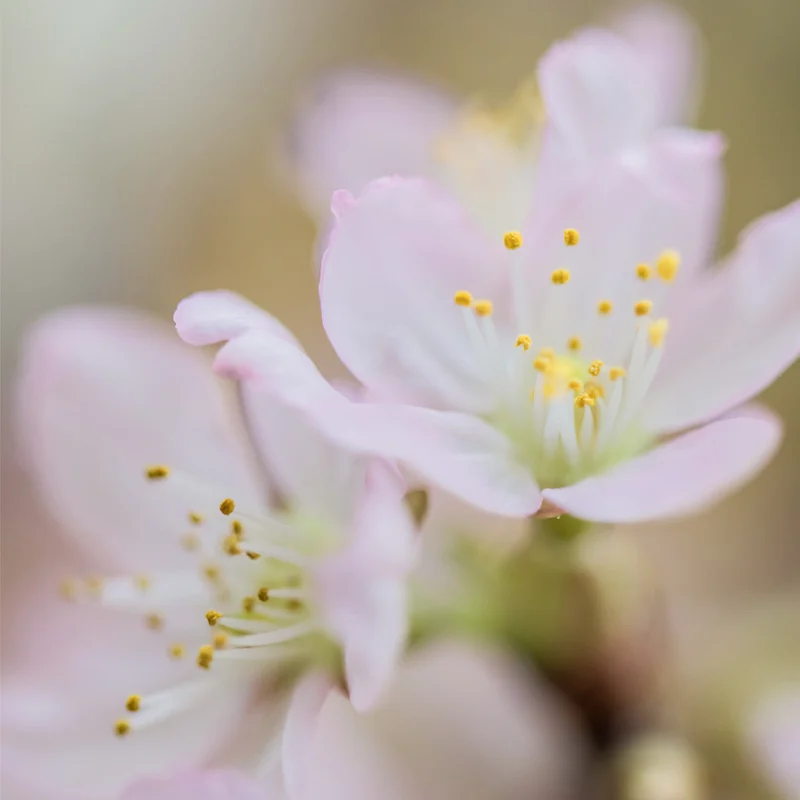 4月の誕生花「サクラ」