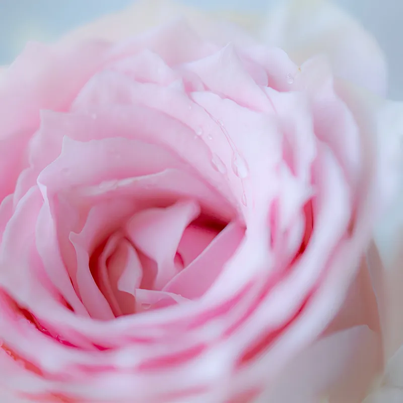 ピンク色のバラの花言葉