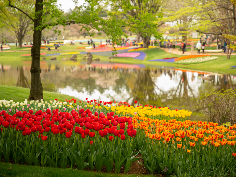 「昭和記念公園」