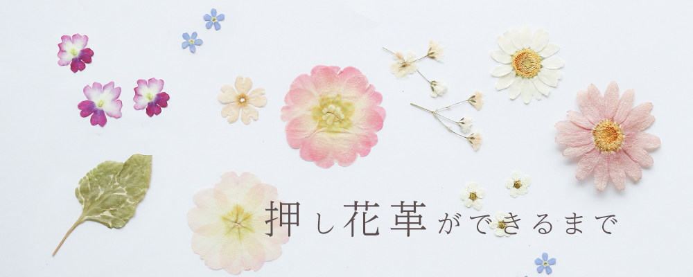 押し花レザーができるまで