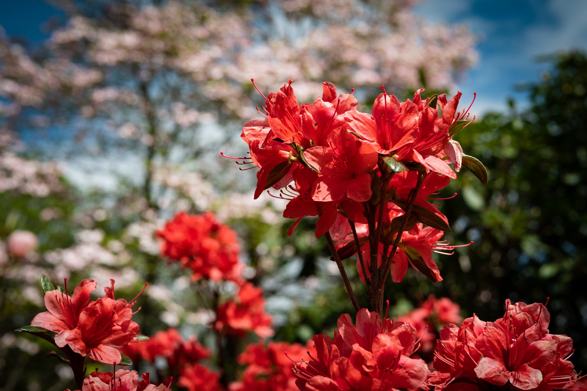 卯の花