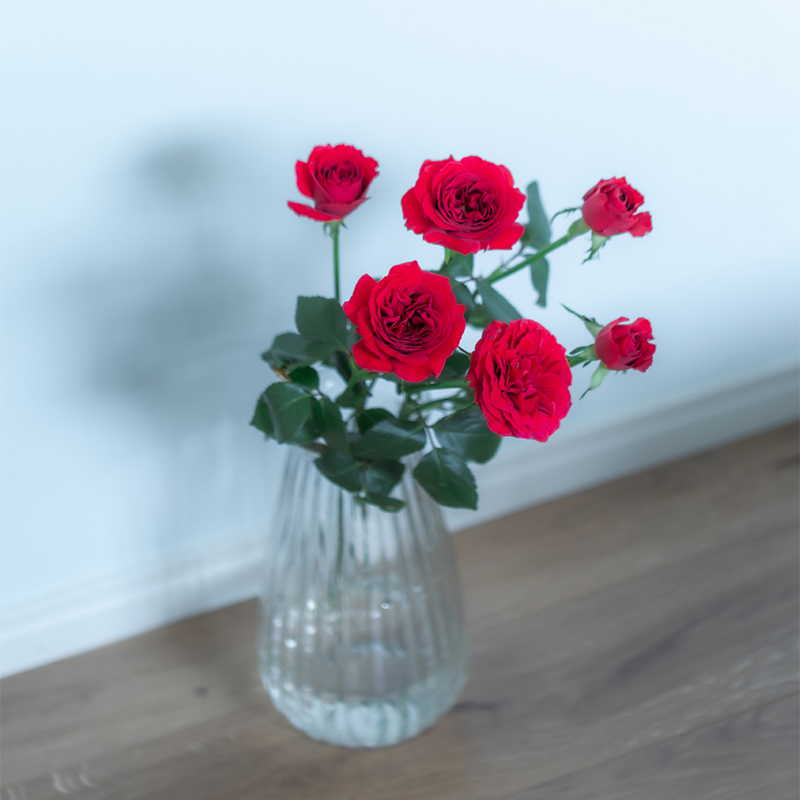 6月の花「バラ」