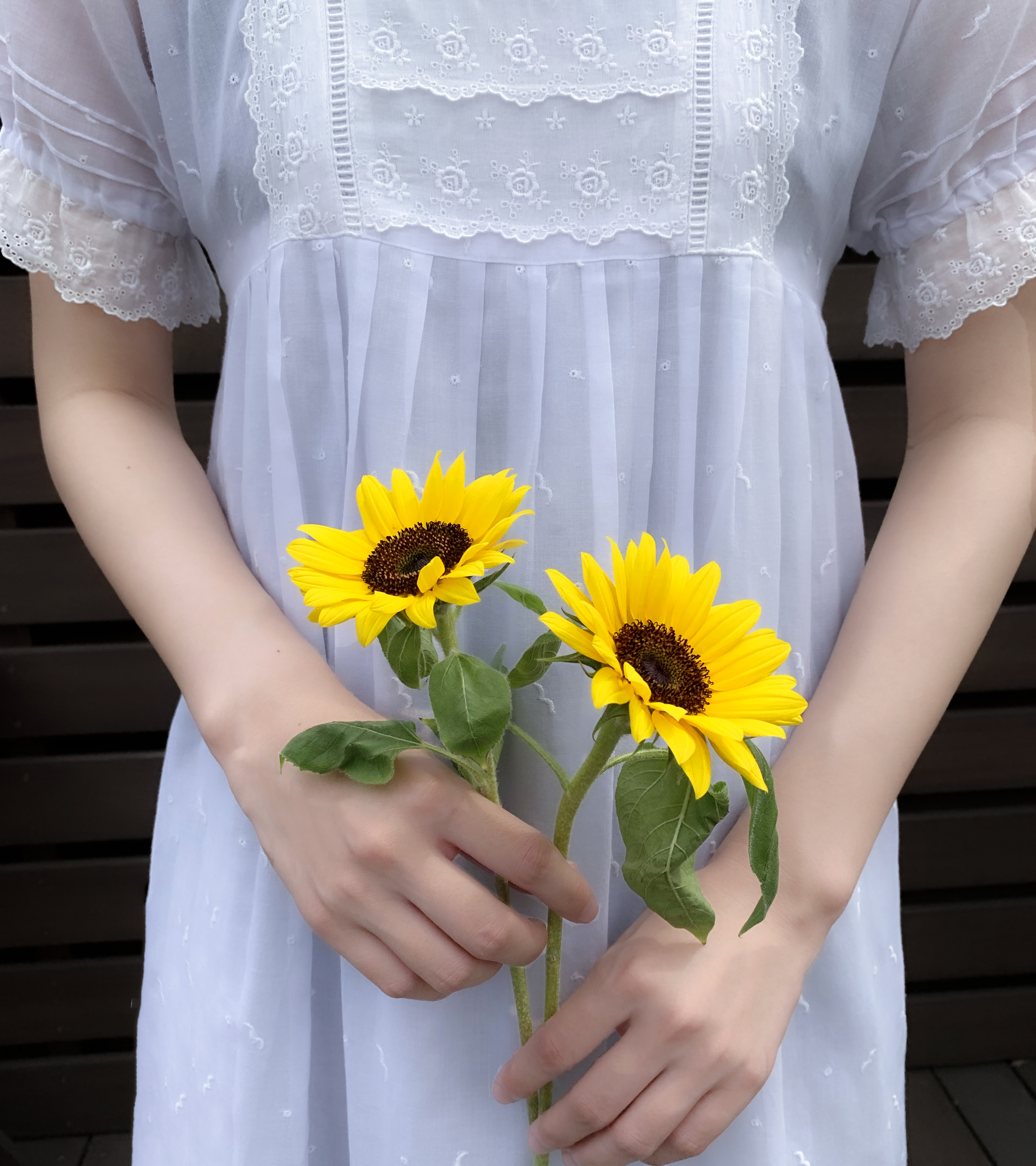 ひまわり