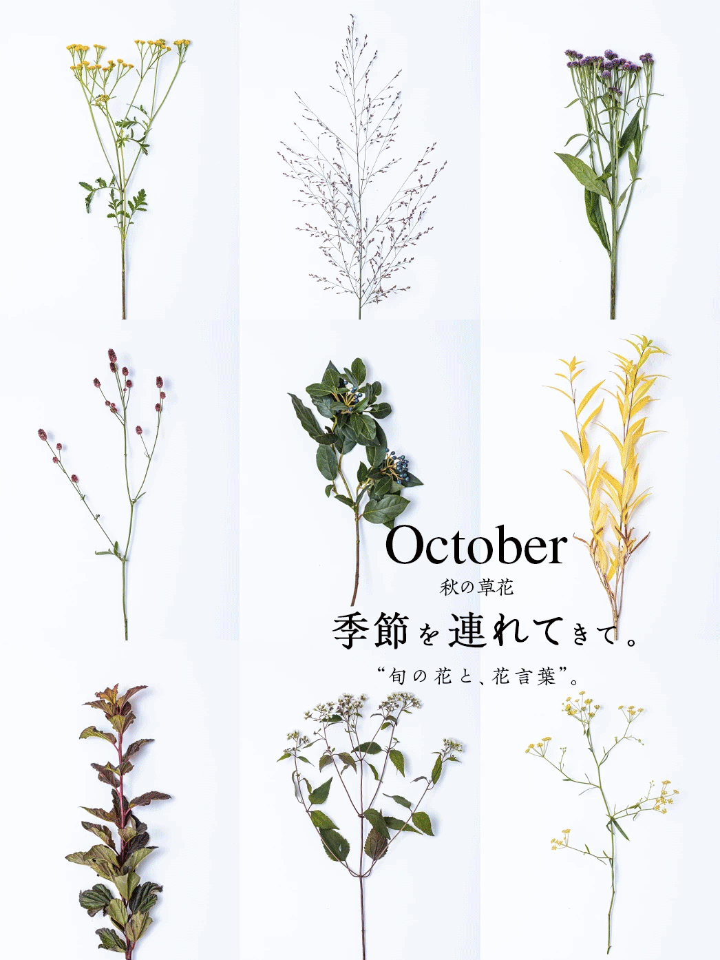 10月の花「ワレモコウ」