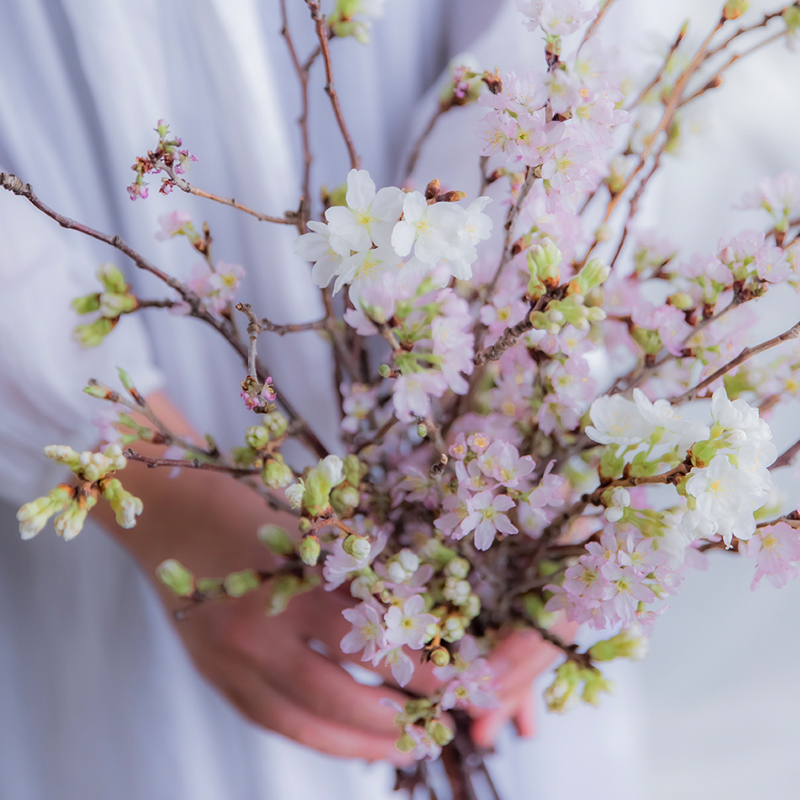 4月の誕生花「サクラ」