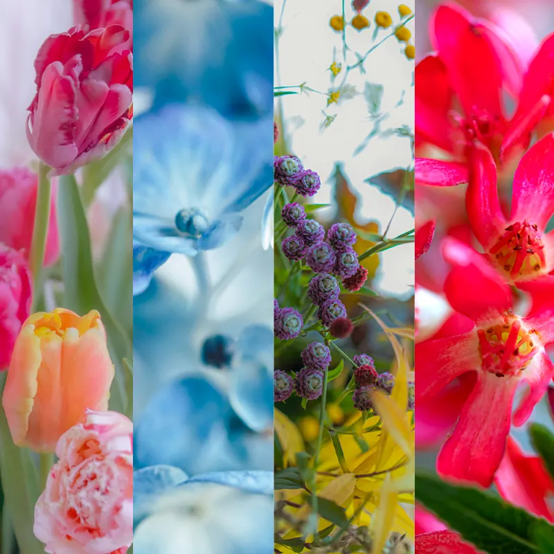 【コラム】四季の花診断。あなたを季節の花に例えたら？