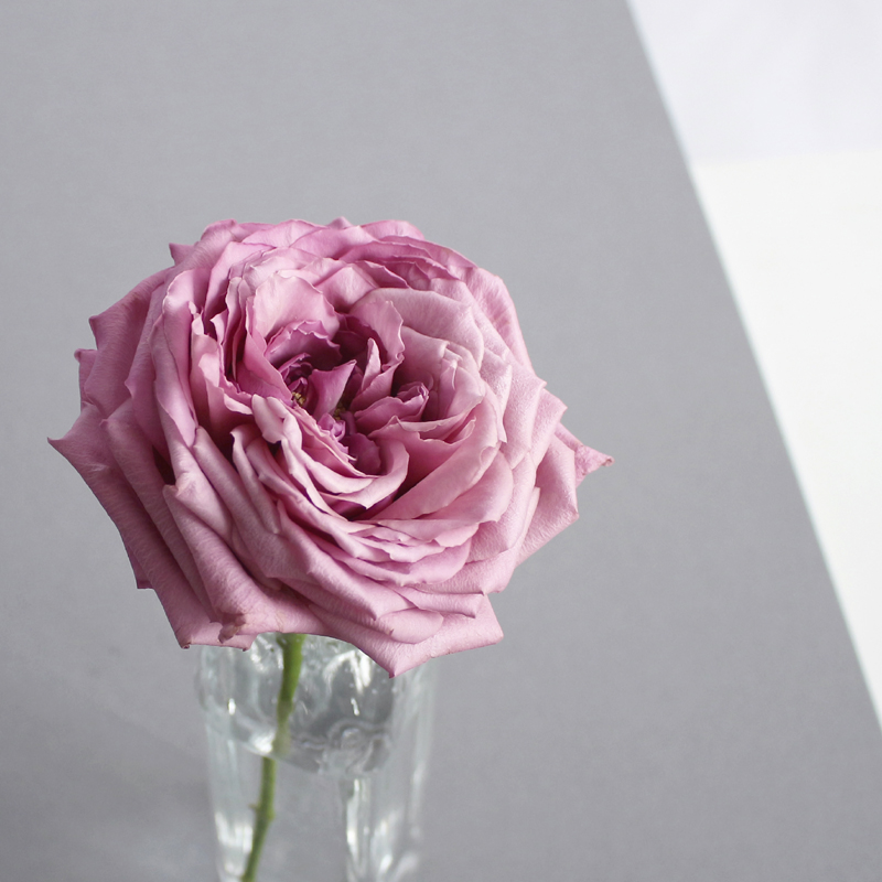 薔薇