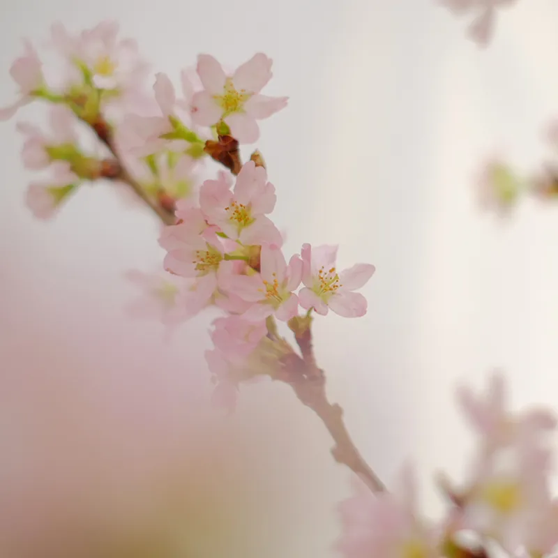 花と、エーテル。4月の桜のような性格の人