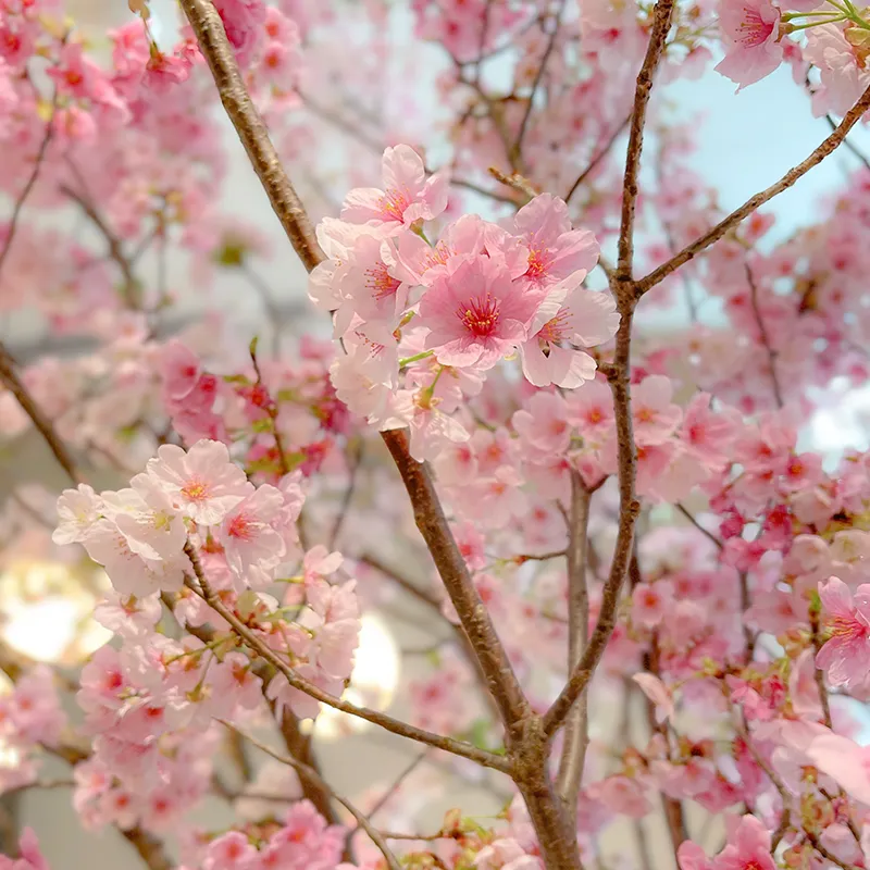 桜のようなひと-4月生まれはこんな人-｜レザーブランドAETHER